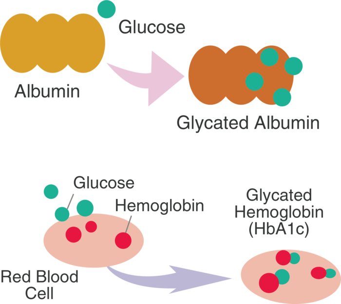 glucose (glycated).