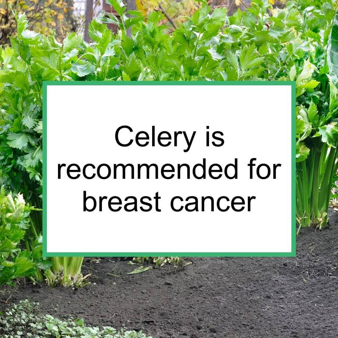 celery Prevents Cancer