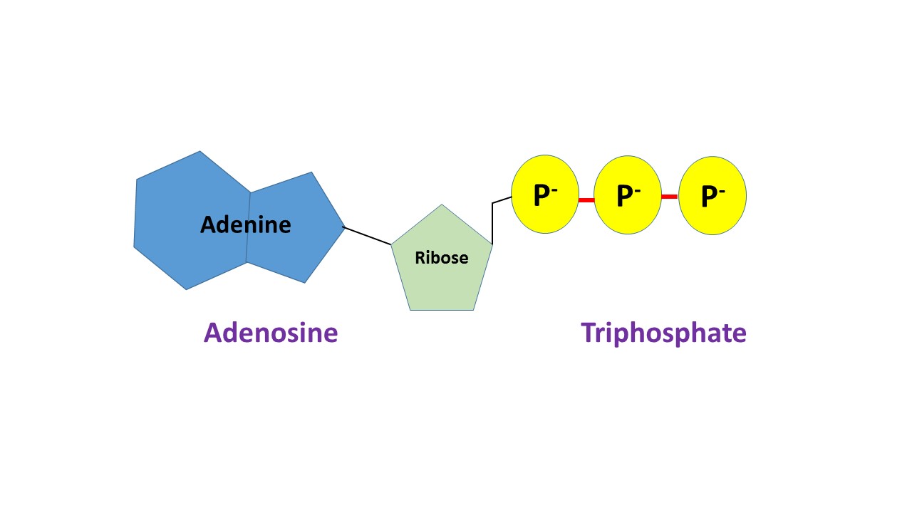 Adenosine Triphosphate (ATP)