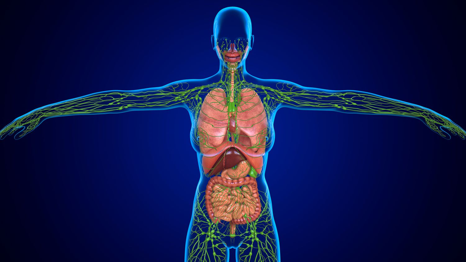 lymphatic system part of immune system