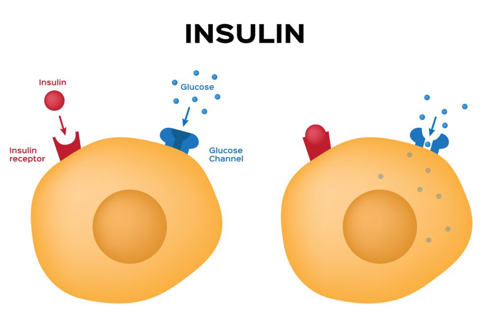 Insulin is to transport glucose into the cells