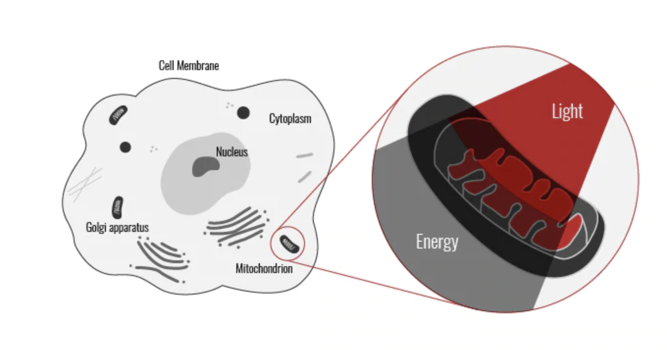 Infrared Light Therapy