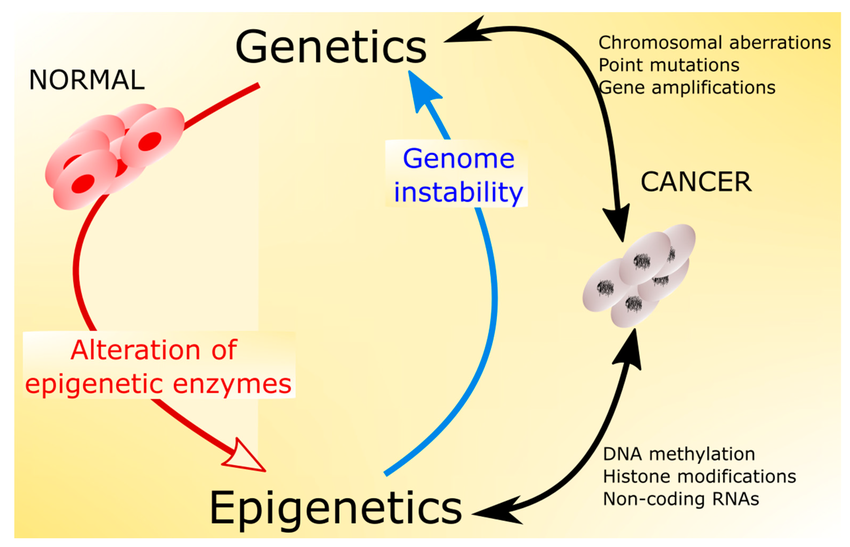 Epigenetic modification effects on cancer. 