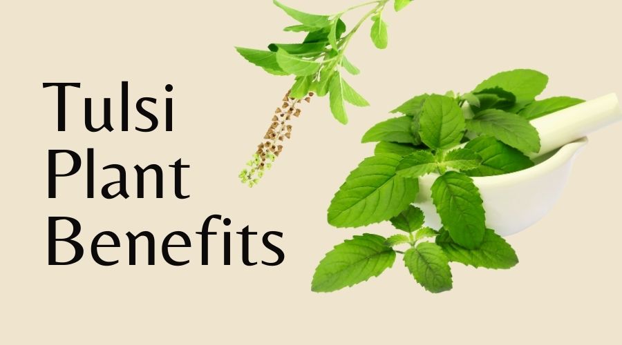 Benefits of tulsi to combat stress