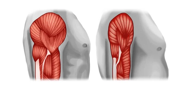 Muscle Mass