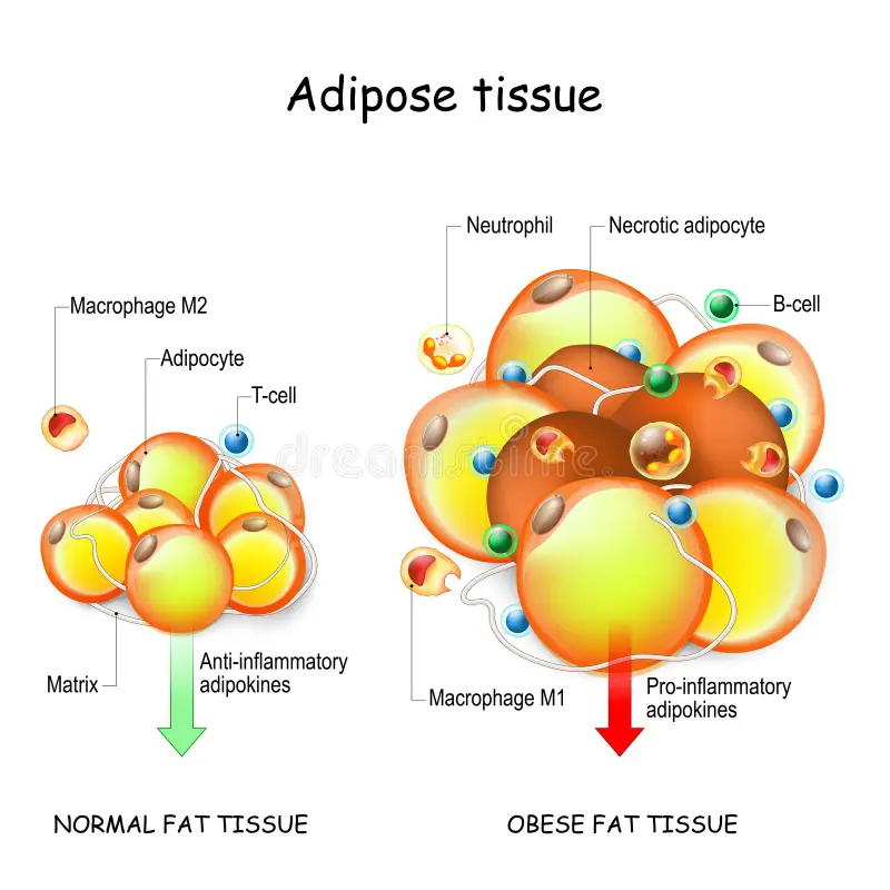 Adipose Tissue