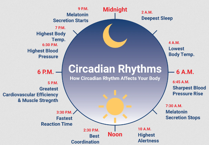 Circadian Rhythm