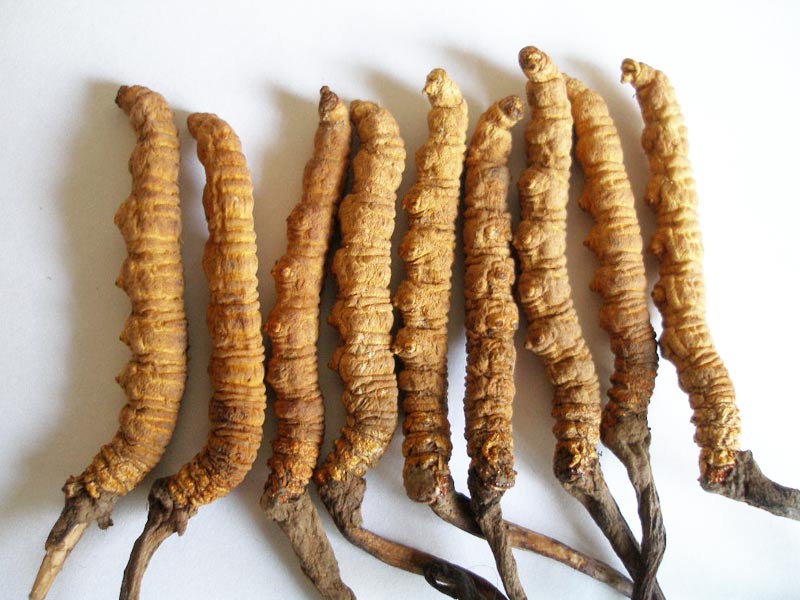 Cordyceps Sinensis