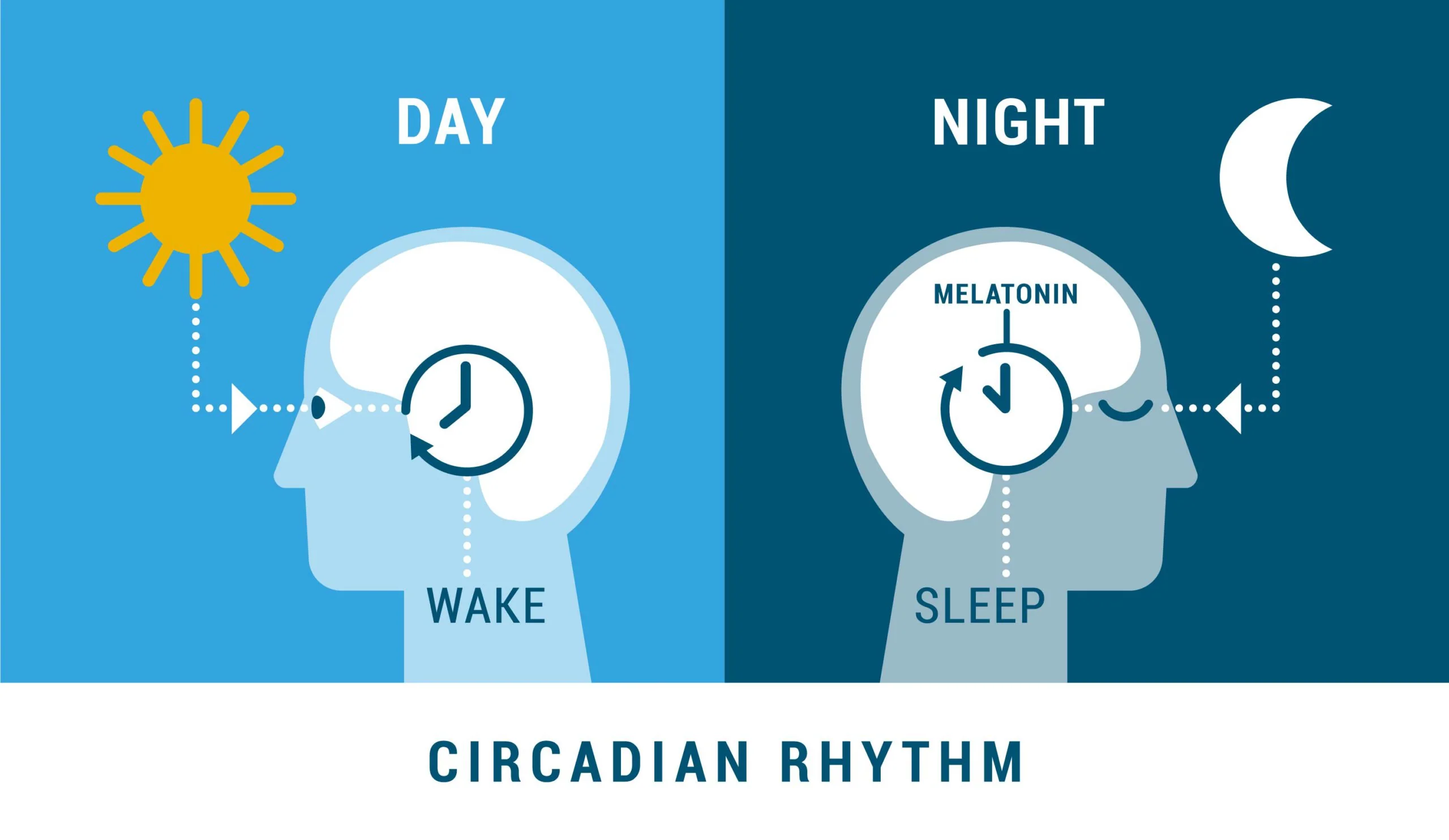 How does the Circadian Rhythm Work?