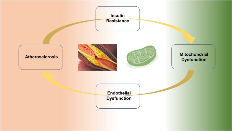 Insulin Improves Mitochondrial Health