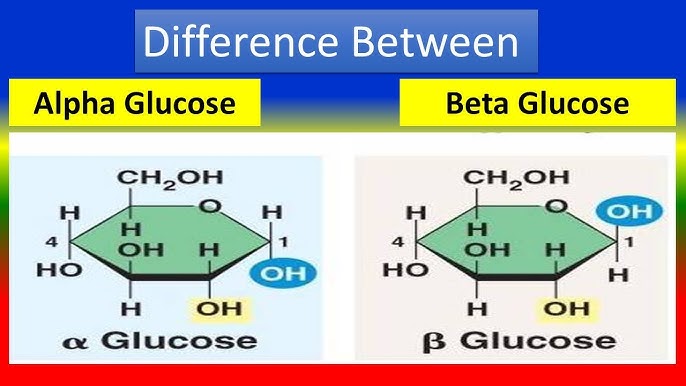 alpha glucose and beta glucose