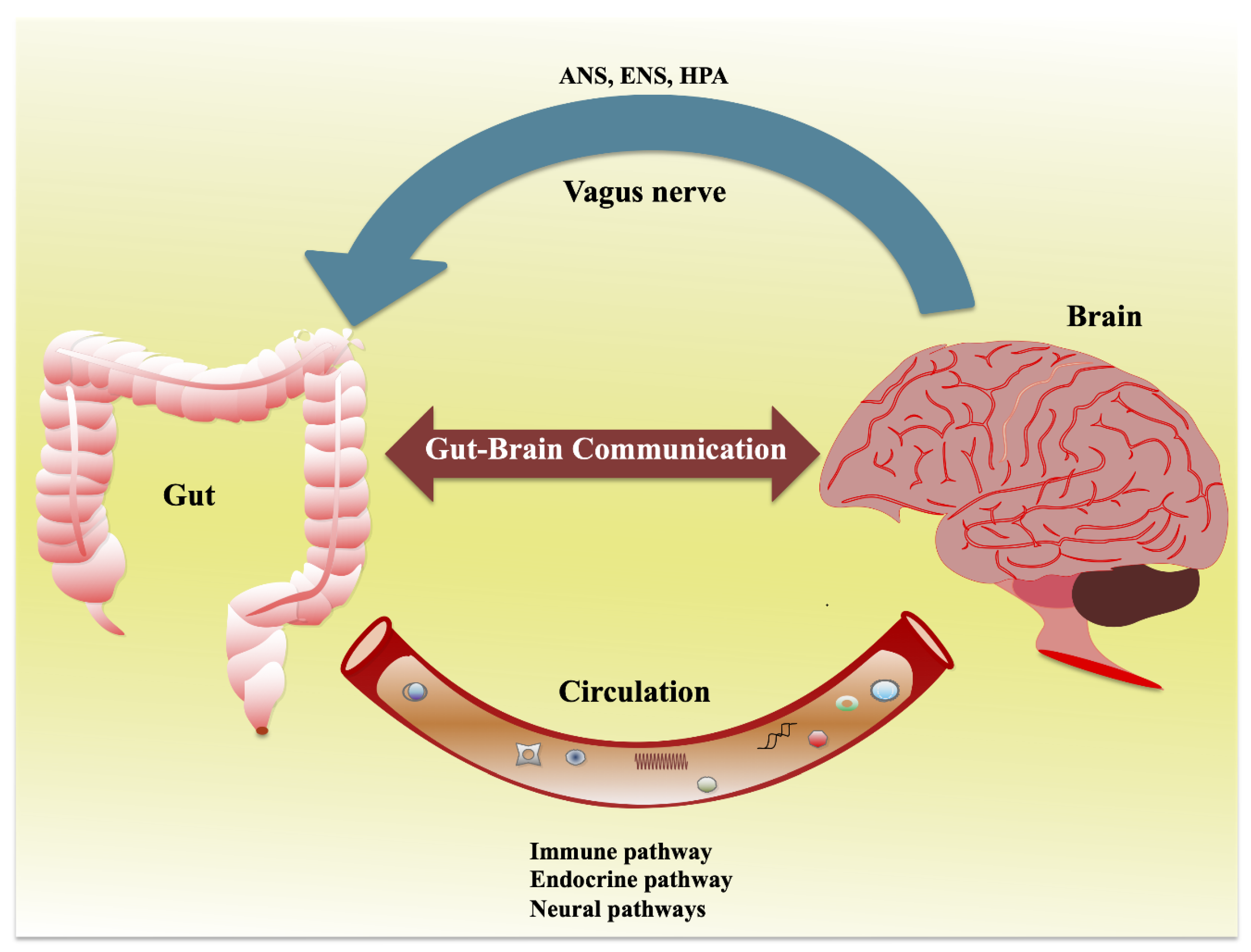 Microbiota-Gut Brain Pathways