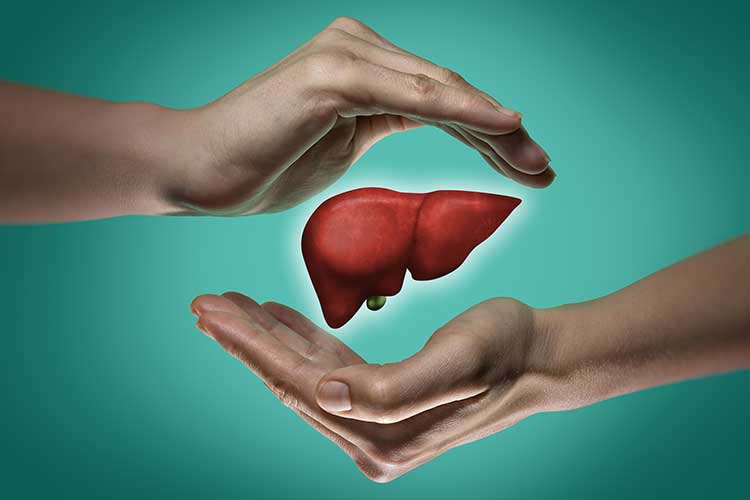 In the liver, the Randle cycle helps regulate the levels of glucose and fatty acids in the blood. 