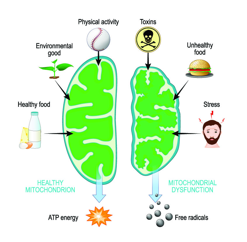 damaged vs healthy mitochondria