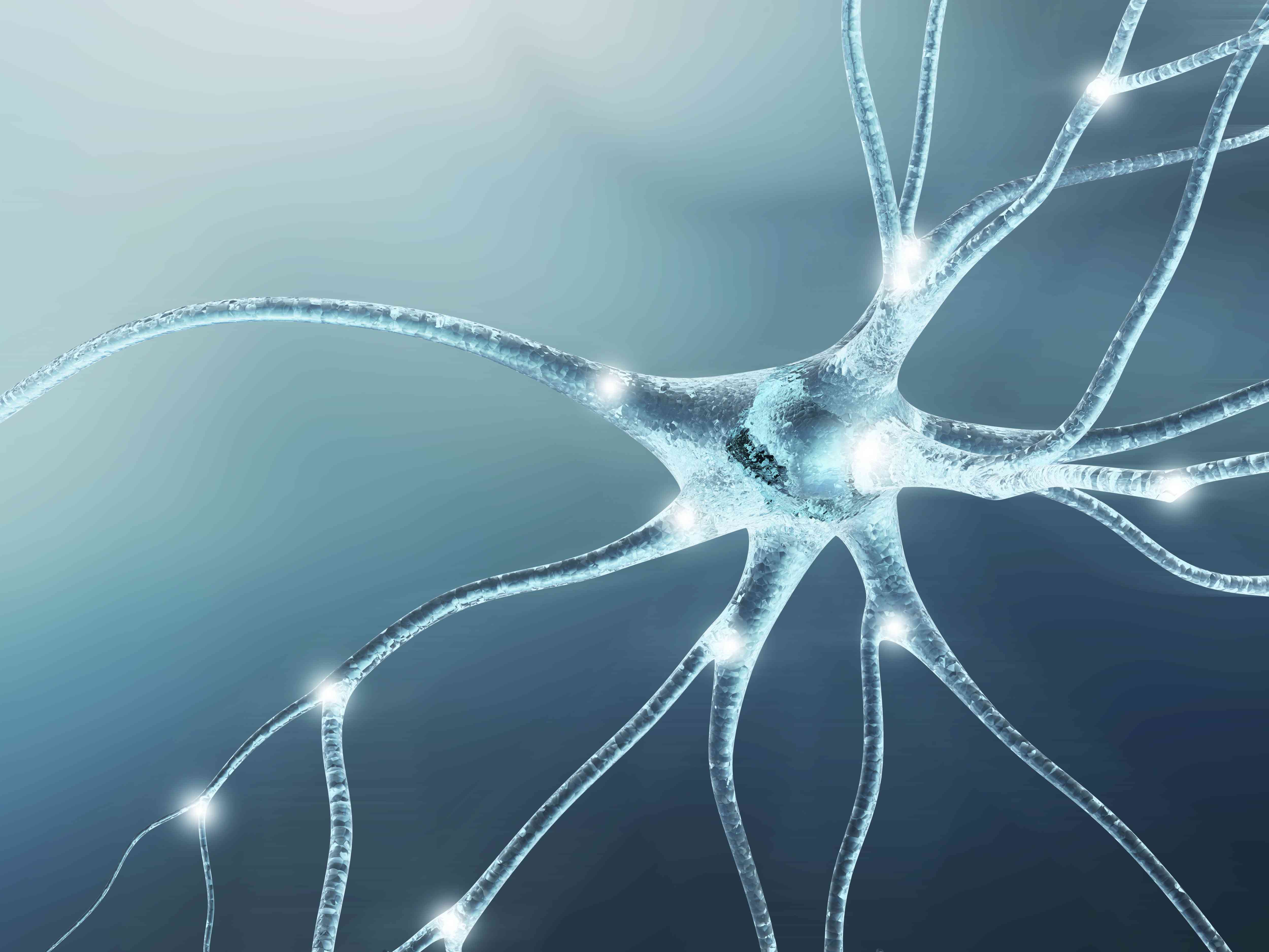  electrical signals are passed along the neuron